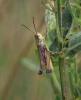 Pseudochorthippus parallelus parallelus